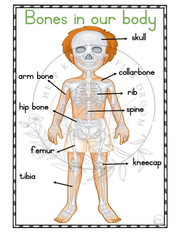 Grade 1 Life Skills Lesson Plans Package - Term 2 2025 - Image 2